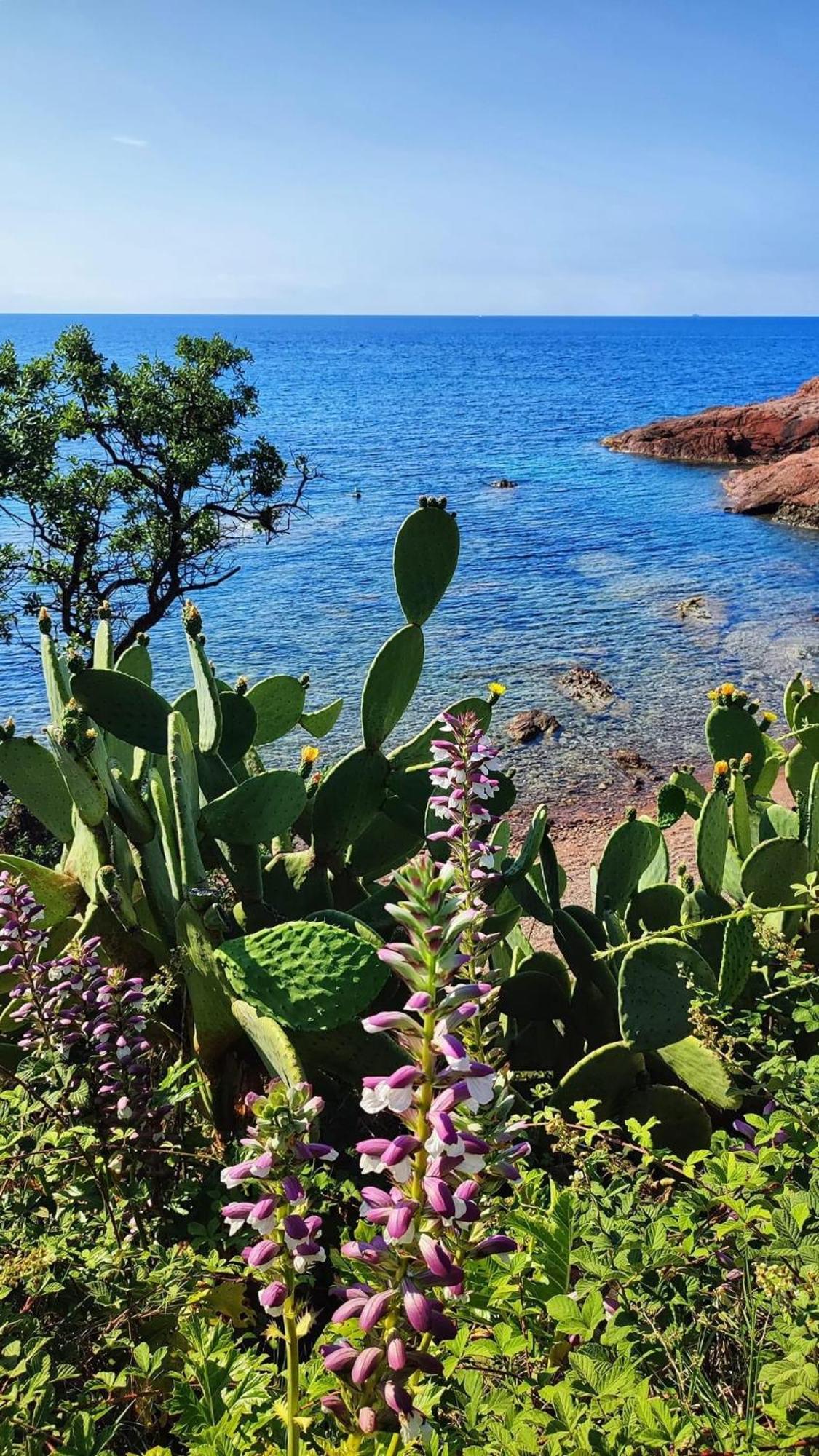 T2 En Rez De Jardin Privatif Cloture , Cap Esterel Pierre Et Vacances ,Piscine Chauffee Des Le 05 Avril Au 02 Novembre Saint-Raphaël Dış mekan fotoğraf